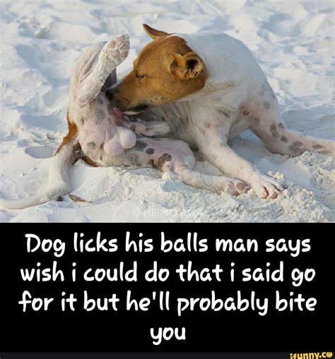 dog licks mans dick|Dog licks owner's dick until it starts splashing sperm .